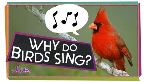 what is polyphonic in music and why do birds sing differently?